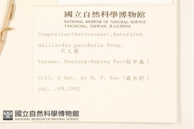 天人菊藏品圖，第2張