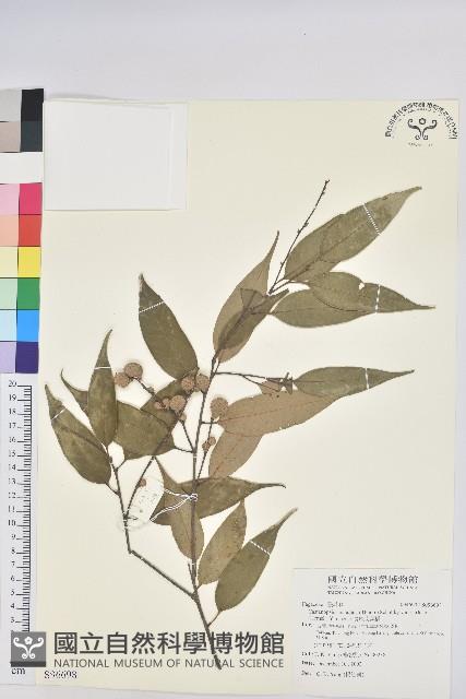 長尾尖葉櫧藏品圖，第1張