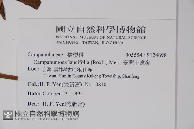 臺灣土黨參藏品圖，第2張