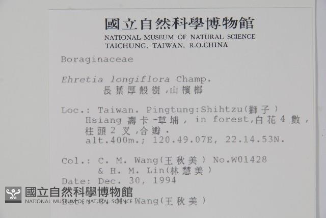 長花厚殼樹藏品圖，第2張