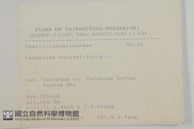 木麻黃藏品圖，第2張