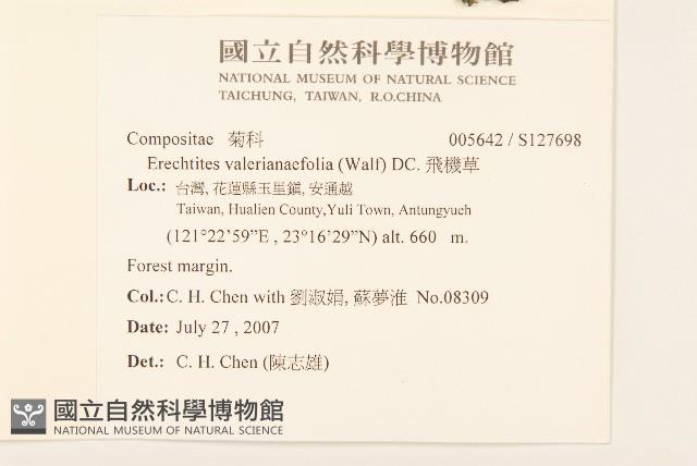 飛機草藏品圖，第2張