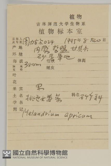 桃色女婁菜藏品圖，第2張