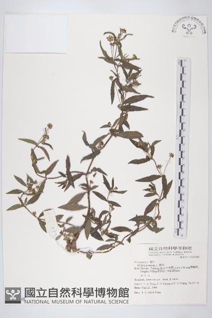 鱧腸藏品圖，第4張