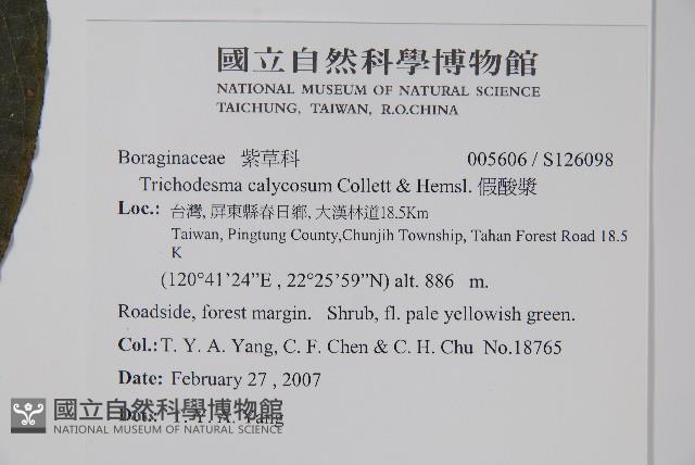 假酸漿藏品圖，第2張