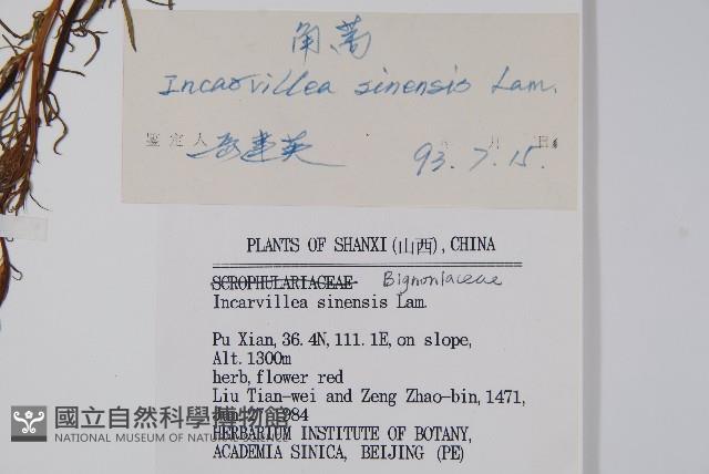 角蒿藏品圖，第2張