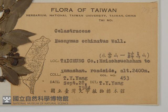 刺果衛矛藏品圖，第2張