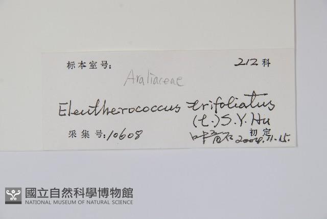 三葉五加藏品圖，第2張