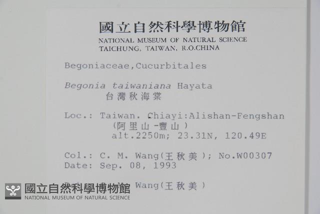 臺灣秋海棠藏品圖，第2張