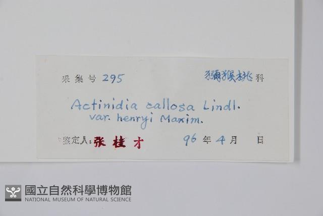 京梨獼猴桃藏品圖，第2張