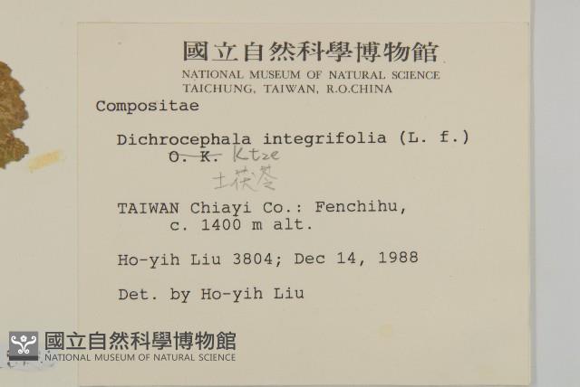 茯苓菜藏品圖，第2張