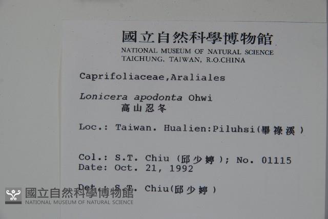 無梗忍冬藏品圖，第2張