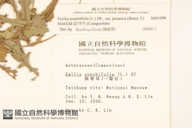 紫背草藏品圖，第2張