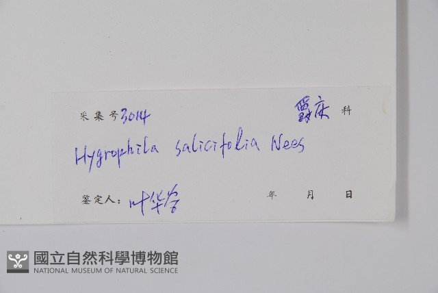 柳葉水蓑衣藏品圖，第2張