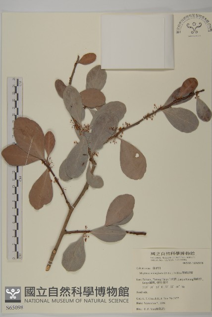 蘭嶼裸實藏品圖，第1張