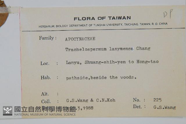 蘭嶼絡石藏品圖，第2張