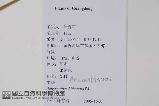 牛膝藏品圖，第2張