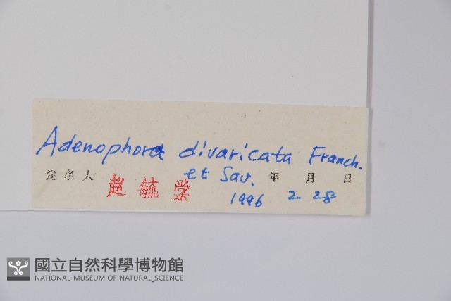 展枝沙參藏品圖，第2張