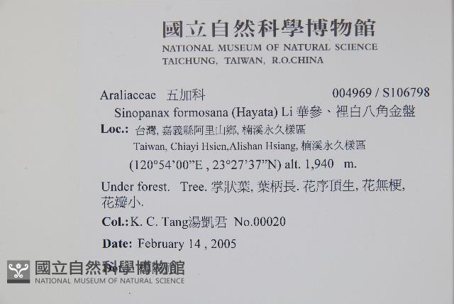 華參、裡白八角金盤藏品圖，第2張