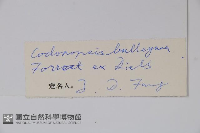 管鐘黨參藏品圖，第2張