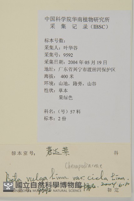 厚皮菜藏品圖，第2張