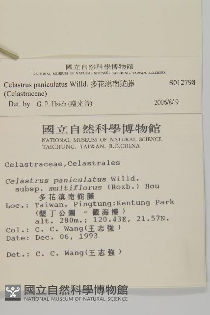 多花滇南蛇藤藏品圖，第2張