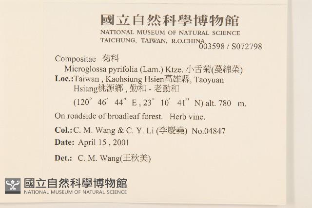 小舌菊、蔓綿菜藏品圖，第2張