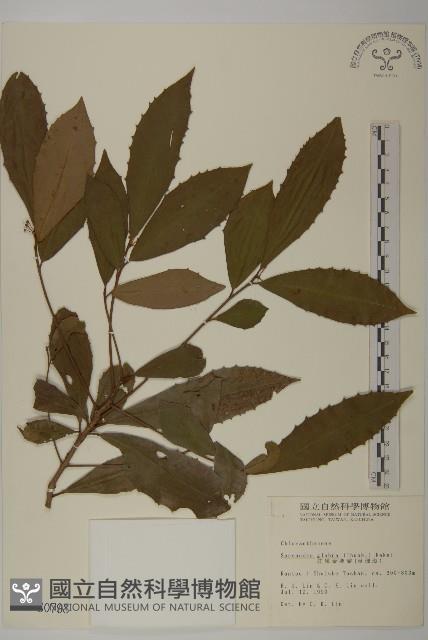 草珊瑚、紅果金粟蘭藏品圖，第1張