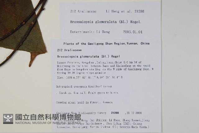 羅傘藏品圖，第2張