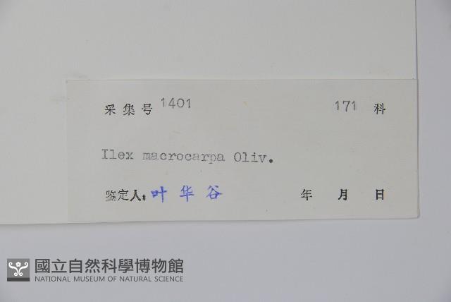 大果冬青藏品圖，第2張