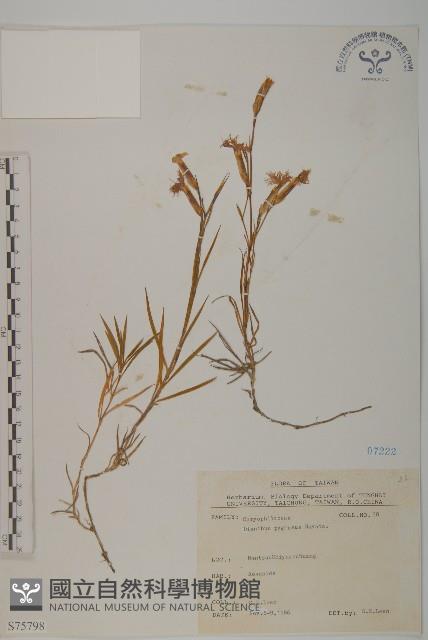 玉山石竹藏品圖，第1張