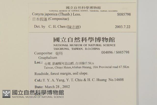 日本假蓬藏品圖，第2張