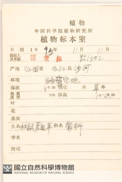 秋鼠麴草藏品圖，第2張