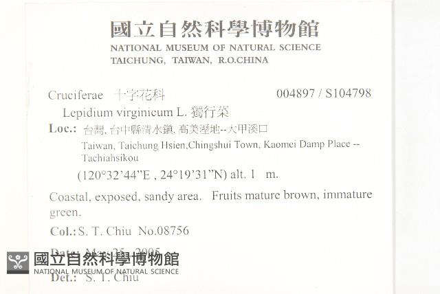 獨行菜藏品圖，第2張