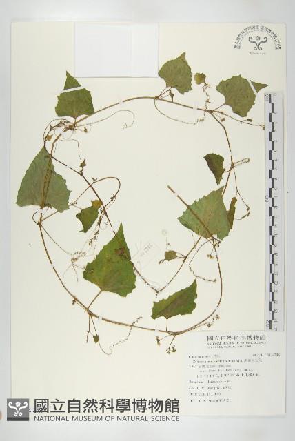 黑果馬交兒藏品圖，第1張