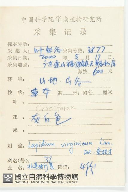 線萼金花樹藏品圖，第2張