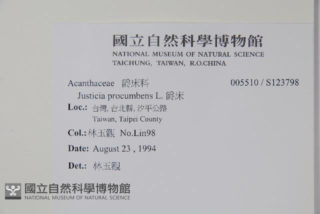 爵床藏品圖，第2張