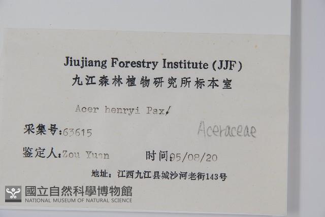 建始槭藏品圖，第2張