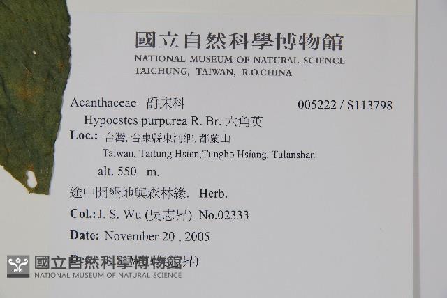 六角英, 槍刀菜藏品圖，第5張