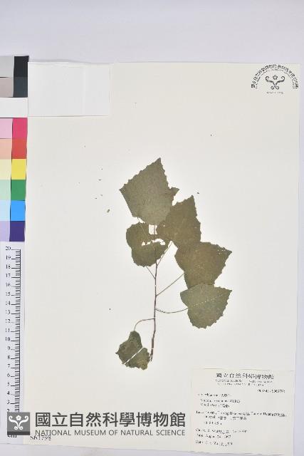 扛香藤藏品圖，第1張