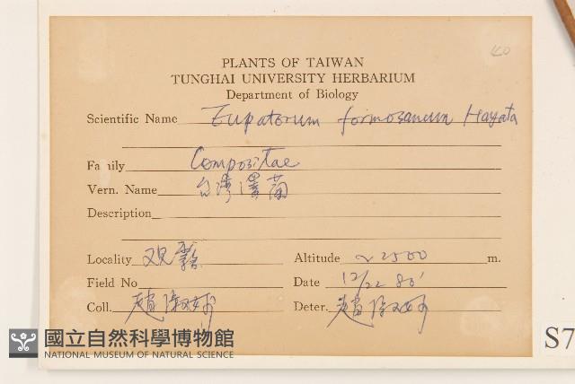 臺灣澤蘭藏品圖，第2張