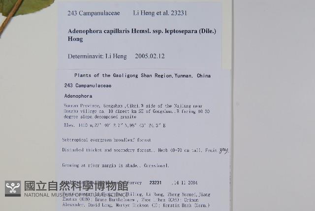 細萼沙參藏品圖，第2張