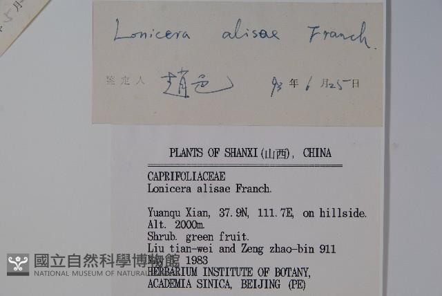 北京忍冬藏品圖，第2張