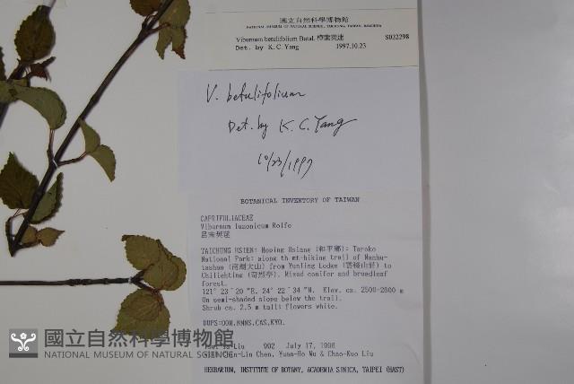 樺葉莢迷、玉山莢迷藏品圖，第2張