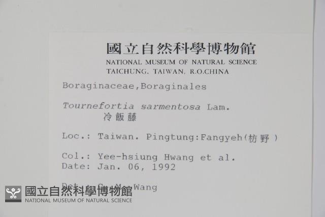 冷飯藤藏品圖，第2張