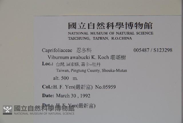 珊瑚樹藏品圖，第2張