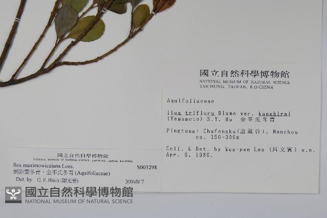 倒卵葉冬青、金平氏冬青藏品圖，第2張