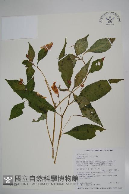 紫花鳳仙花藏品圖，第1張