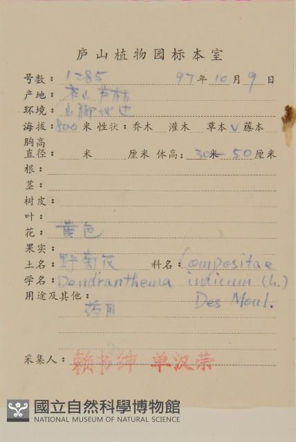 油菊、野菊藏品圖，第2張