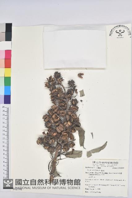 蓖麻藏品圖，第1張